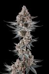Eye Of JAH Feminised strain by Compound Genetics