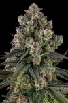 Glue Lotus Feminised strain by Compound Genetics