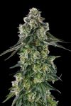 Afters Feminised strain by Compound Genetics