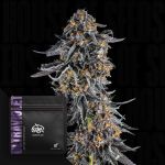Ultraviolet strain by Doja