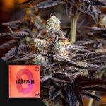 Zoapium strain by Doja