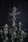 Pineapple OG Auto strain by Fast Buds
