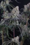 Pineapple OG Auto strain by Fast Buds