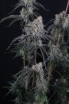 Pineapple OG Auto strain by Fast Buds