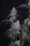 Pineapple OG Auto strain by Fast Buds