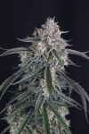 GMO Auto strain by Fast Buds