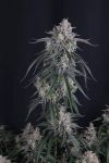 GMO Auto strain by Fast Buds
