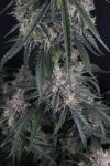 GMO Auto strain by Fast Buds
