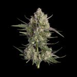 Pinecraft strain from Happy Valley Genetics