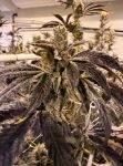 Prime Lime strain by Umami Seed Co