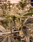 Prime Lime strain by Umami Seed Co