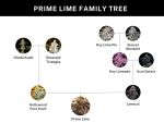 Prime Lime strain by Umami Seed Co
