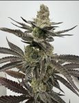 Melt Mode strain by Umami Seed Co