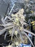 Juice Pack strain from Umami Seed Co