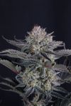 Mango Frost Auto strain from Fast Buds