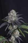 Sundae Frost Auto strain by Fast Budss