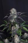 Sundae Frost Auto strain by Fast Budss