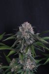 Lemon Cherry Sundae Auto strain by Fast Buds