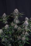 Lemon Cherry Sundae Auto strain by Fast Buds