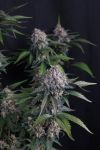 Lemon Cherry Sundae Auto strain by Fast Buds
