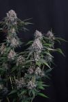 Lemon Cherry Sundae Auto strain by Fast Buds