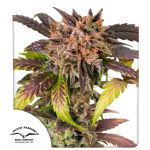 GrapefruitZ Auto strain from Dutch Passion 