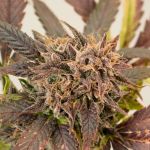 GrapefruitZ Auto strain from Dutch Passion 