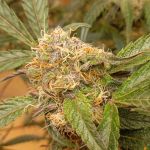 GrapefruitZ Auto strain from Dutch Passion 