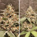 GrapefruitZ Auto strain from Dutch Passion 