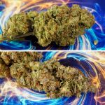GrapefruitZ Auto strain from Dutch Passion 