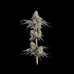 Garlic Knots strain by Happy Valley Genetics