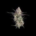 Garlic Knots strain by Happy Valley Genetics
