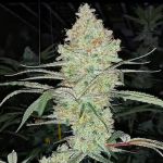 Super Lemon Haze IBL V1 Regular strain by Ethos Genetics