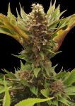 SWAG MDC Regular Mutant strain from TerpyZ