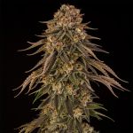 Tropical Velvet CBD Fast strain from Silent Seeds