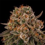 Tropical Velvet CBD Fast strain from Silent Seeds