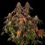 Tropical Velvet CBD Fast strain from Silent Seeds