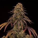 Tropical Velvet CBD Fast strain from Silent Seeds