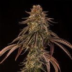 Tropical Velvet CBD Fast strain from Silent Seeds