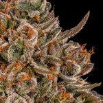Tropical Velvet CBD Fast strain from Silent Seeds