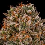 Tropical Velvet CBD Fast strain from Silent Seeds