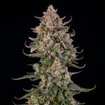 Triangle Kush Auto strain from Silent Seeds