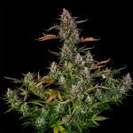 Triangle Kush Auto strain from Silent Seeds
