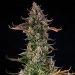 Triangle Kush Auto strain from Silent Seeds
