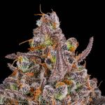 Triangle Kush Auto strain from Silent Seeds