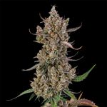 Rainbow Breath Auto strain from Silent Seeds