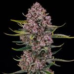 Purplenade XXL Auto strain from Silent Seeds