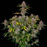 Purplenade XXL Auto strain from Silent Seeds