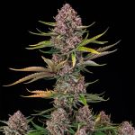 Purplenade XXL Auto strain from Silent Seeds