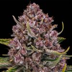 Purplenade XXL Auto strain from Silent Seeds